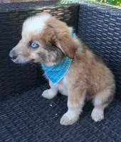 PIERRE, a male Alaskan Husky and Miniature Australian Shepherd for sale in Mansfield, TX – 9 of 10