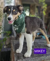 MIKEY, a male Miniature Australian Shepherd for sale in Mansfield, TX – 2 of 10