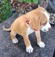 ATRAYU, a male Pug and Miniature Australian Shepherd for sale in Mansfield, TX – 2 of 7