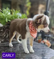 CARLEY, a female Toy Australian Shepherd for sale in Mansfield, TX – 8 of 10