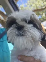 PAUL, a male Shih Tzu for sale in Mansfield, TX – 3 of 5