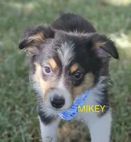 MIKEY, a male Toy Australian Shepherd for sale in Mansfield, TX – 3 of 5
