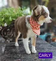 CARLEY, a female Toy Australian Shepherd for sale in Mansfield, TX – 7 of 10