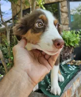AUTUMN , a female Miniature American Shepherd for sale in Mansfield, TX – 3 of 3