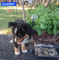 SAMMIE , a male Miniature Australian Shepherd for sale in Mansfield, TX – 7 of 8