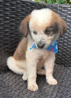 PARKER, a male Alaskan Husky and Miniature American Shepherd for sale in Mansfield, TX – 7 of 10