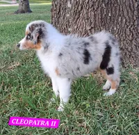 CLEOPATRA II, a female Miniature Australian Shepherd for sale in Mansfield, TX – 10 of 10