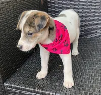 PORCHE, a female Miniature Australian Shepherd for sale in Mansfield, TX – 3 of 6