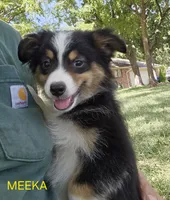 MEEKA, a female Toy Australian Shepherd for sale in Mansfield, TX – 2 of 9