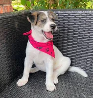 PORCHE, a female Miniature Australian Shepherd for sale in Mansfield, TX – 4 of 6