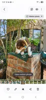 AUTUMN , a female Miniature American Shepherd for sale in Mansfield, TX – 2 of 3