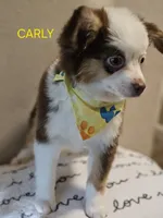 CARLEY, a female Toy Australian Shepherd for sale in Mansfield, TX – 3 of 9