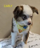 CARLEY, a female Toy Australian Shepherd for sale in Mansfield, TX – 4 of 9
