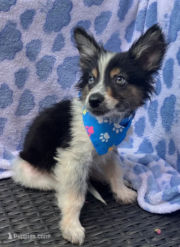 PICKLE  – Alaskan Husky, Toy Australian Shepherd puppy for sale in Mansfield, TX