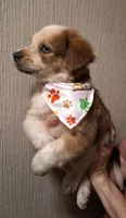 PIERRE, a male Miniature Australian Shepherd for sale in Mansfield, TX – 3 of 9