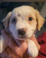 Goldie  (childlike empress), a female Pug and Miniature Australian Shepherd for sale in Mansfield, TX – 1 of 6