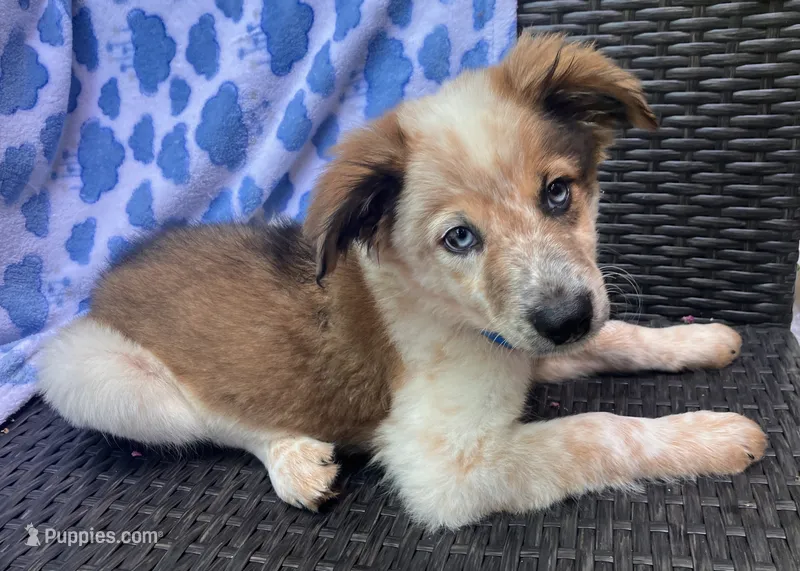 PIERRE – Alaskan Husky, Miniature Australian Shepherd puppy for sale in Mansfield, TX