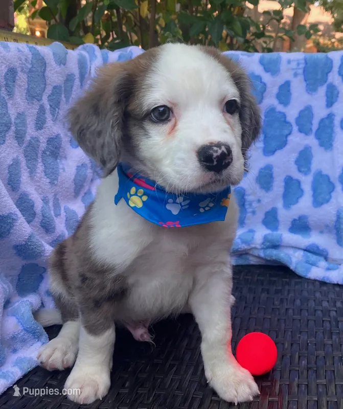 BASTION – Pug, Miniature Australian Shepherd puppy for sale in Mansfield, TX