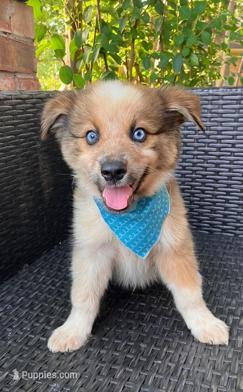 PIERRE – Alaskan Husky, Miniature Australian Shepherd puppy for sale in Mansfield, TX