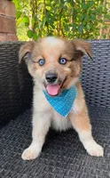 PIERRE, a male Alaskan Husky and Miniature Australian Shepherd for sale in Mansfield, TX – 2 of 10