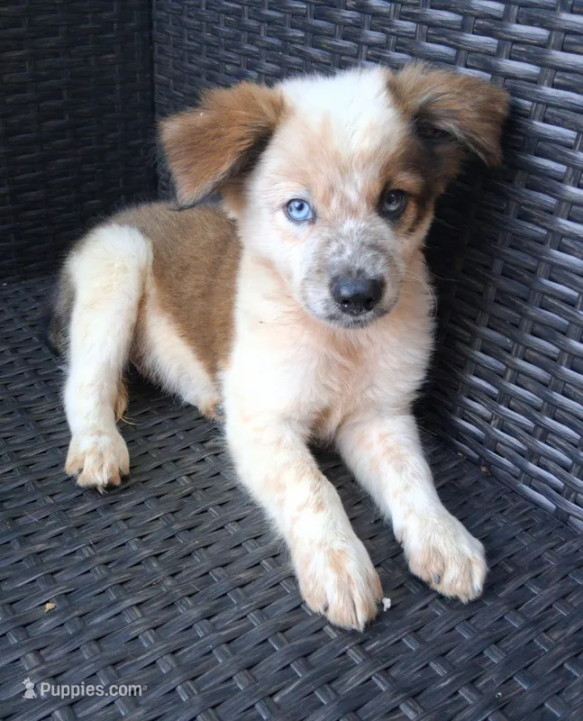 PARKER – Alaskan Husky, Miniature American Shepherd puppy for sale in Mansfield, TX