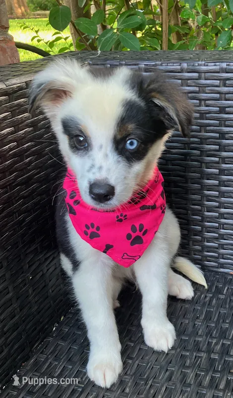 PEPPER – Alaskan Husky, Miniature Australian Shepherd puppy for sale in Mansfield, TX