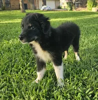 ARCHER , a male Miniature Australian Shepherd for sale in Mansfield, TX – 3 of 10