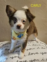 CARLEY, a female Toy Australian Shepherd for sale in Mansfield, TX – 2 of 9