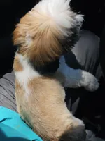 PAUL, a male Shih Tzu for sale in Mansfield, TX – 2 of 5
