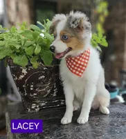 LACEY , a female Toy Australian Shepherd for sale in Mansfield, TX – 3 of 8