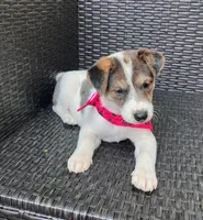 PORCHE, a female Miniature Australian Shepherd for sale in Mansfield, TX – 5 of 6