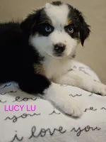 LUCY LU, a female Miniature Australian Shepherd for sale in Mansfield, TX – 7 of 7