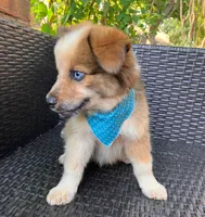 PIERRE, a male Alaskan Husky and Miniature Australian Shepherd for sale in Mansfield, TX – 4 of 10