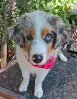 CLEOPATRA II, a female Miniature Australian Shepherd for sale in Mansfield, TX – 4 of 10