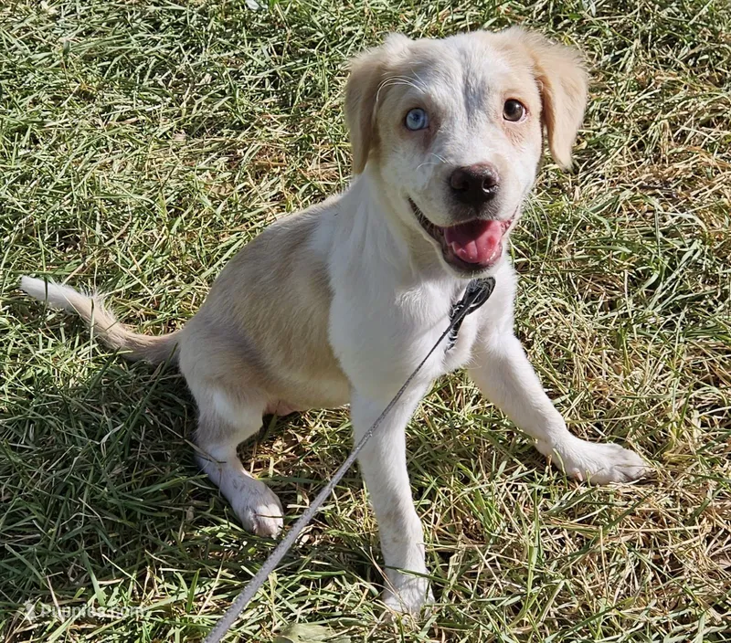 Goldie – Pug, Miniature Australian Shepherd puppy on hold in Mansfield, TX