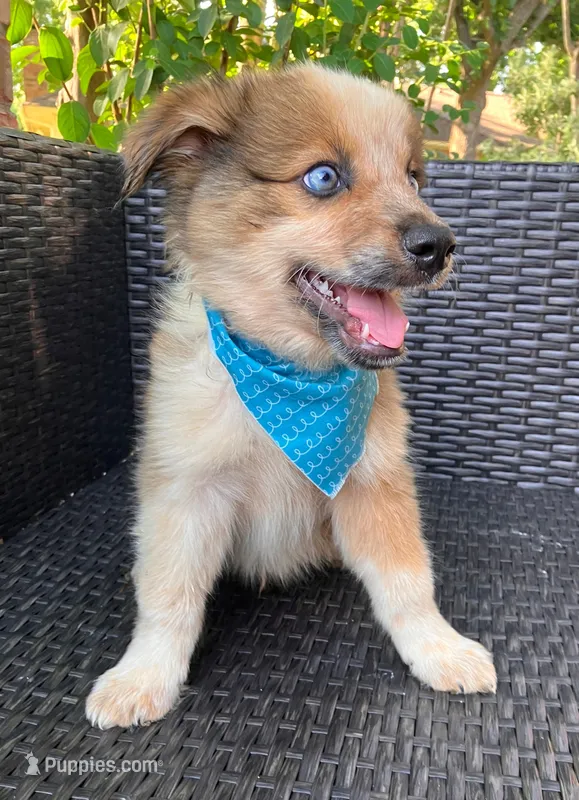 PIERRE – Miniature Australian Shepherd puppy for sale in Mansfield, TX