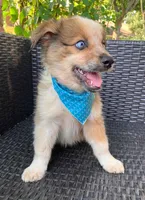 PIERRE, a male Alaskan Husky and Miniature Australian Shepherd for sale in Mansfield, TX – 1 of 10