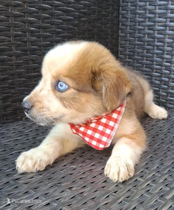 PRINCE – Alaskan Husky, Miniature Australian Shepherd puppy for sale in Mansfield, TX