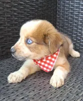 PRINCE, a male Alaskan Husky and Miniature Australian Shepherd for sale in Mansfield, TX – 3 of 5