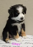 LOVEY, a female Miniature Australian Shepherd for sale in Mansfield, TX – 4 of 7