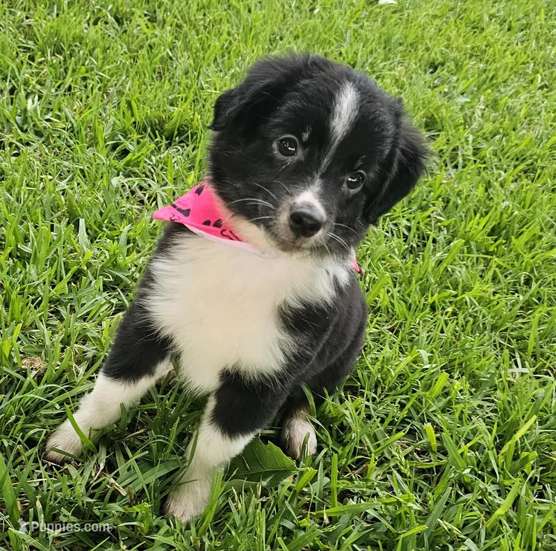 Anaya, a female Miniature Australian Shepherd for sale in Mansfield, TX – Photo 1 of 1