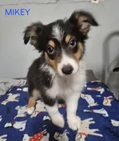 MIKEY, a male Miniature Australian Shepherd for sale in Mansfield, TX – 3 of 4