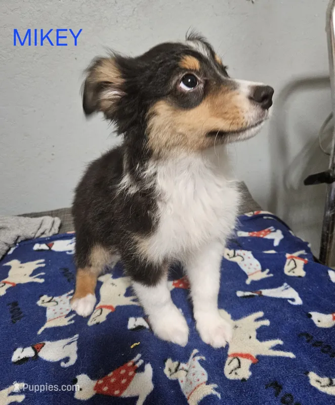 MIKEY – Miniature Australian Shepherd puppy for sale in Mansfield, TX