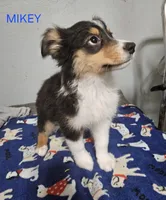 MIKEY, a male Miniature Australian Shepherd for sale in Mansfield, TX – 1 of 4