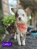 CARLEY, a female Toy Australian Shepherd for sale in Mansfield, TX – 3 of 10