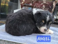 ANGEL, a male Miniature Australian Shepherd for sale in Mansfield, TX – Photo 4 of 4