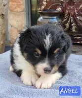 ANGEL, a male Miniature Australian Shepherd for sale in Mansfield, TX – Photo 2 of 4
