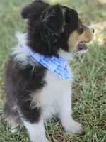 MIKEY, a male Toy Australian Shepherd for sale in Mansfield, TX – 5 of 5