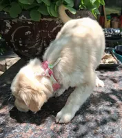 Goldie  (childlike empress), a female Pug and Miniature Australian Shepherd for sale in Mansfield, TX – 5 of 6