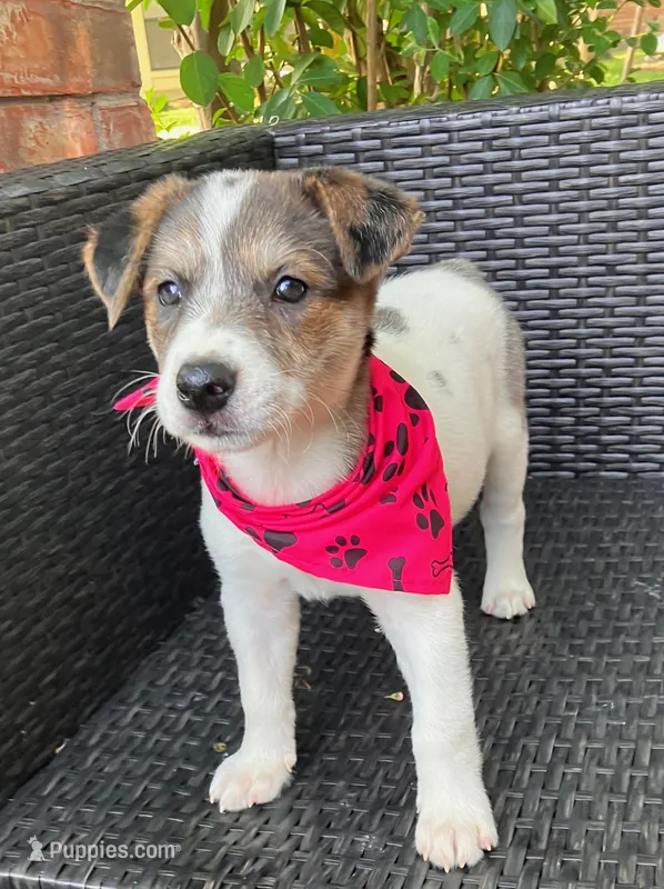 PORCHE – Miniature Australian Shepherd puppy for sale in Mansfield, TX